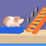 Maze Game for Hamsters
